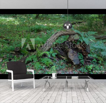 Picture of Todholz im Laubwald